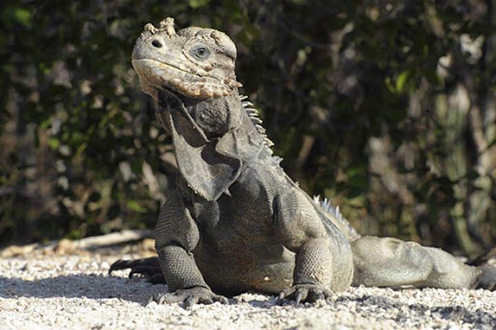 lizardtypes.com