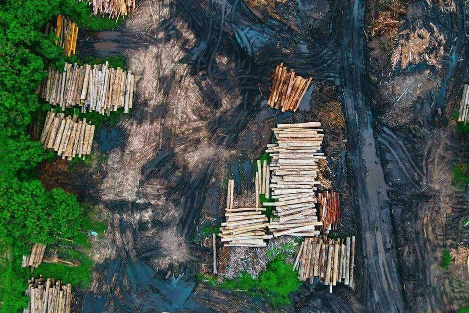 Ilustrasi kayu gelondongan (pexels.com/Pok Rie)