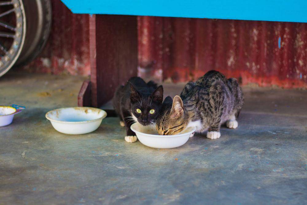 ilustrasi kucing sedang makan (unsplash.com/Bonnie Kittle)