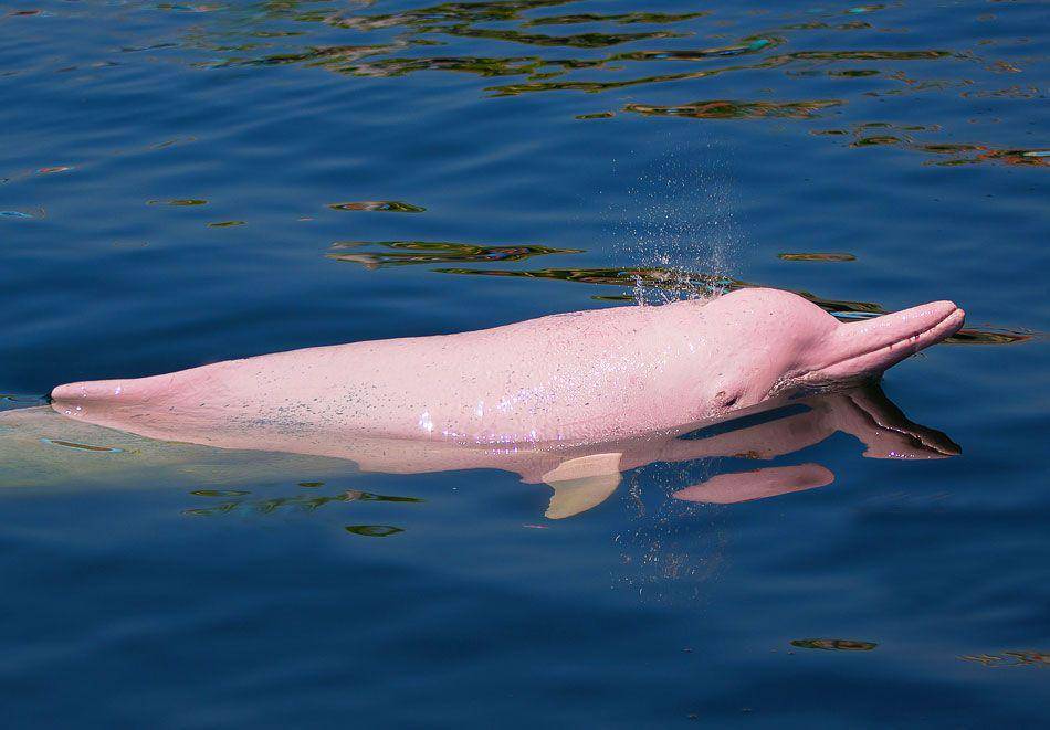 delfinamazoncruises.com