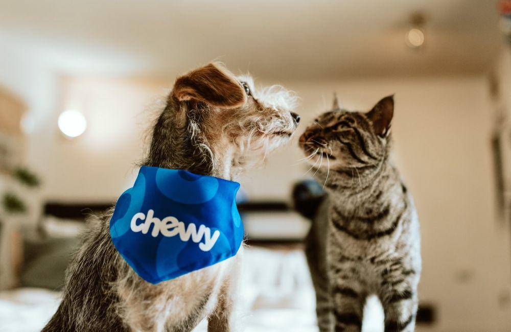 Unsplash.com/Chewy