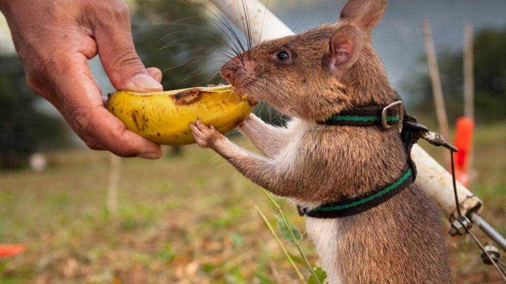 Mengejutkan! 7 Kemampuan Hebat Ini Dimiliki oleh Hewan Juga