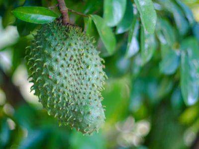 gardeningknowhow.com