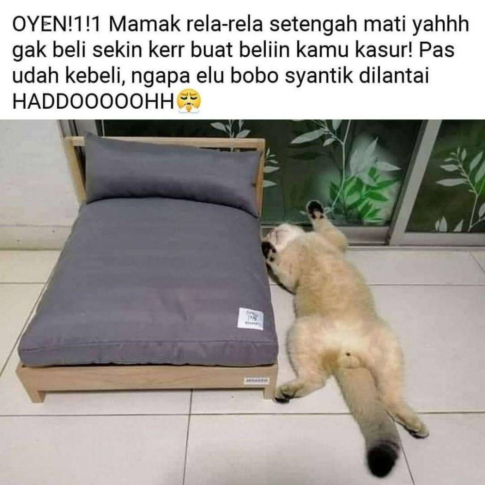 kucing tidur (instagram.com/kucinglucucomel)