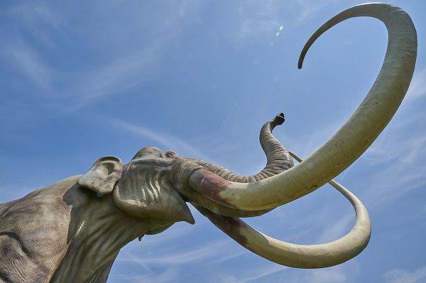 Ilustrasi mammoth. (Pixabay.com/RoyBuri)