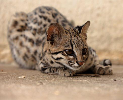 5 Fakta Oncilla, Ras Kucing Liar yang Disebut Sebagai Kucing Harimau