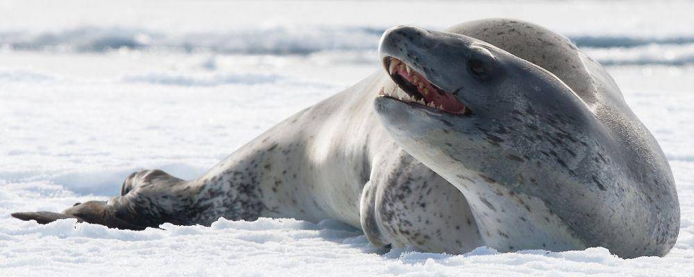 antarctica.gov.au
