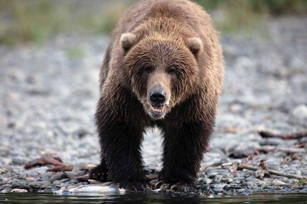 Beruang Alaska. (Pexels.com/Brent Jones)