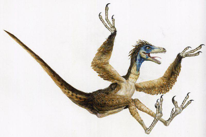 australian.museum