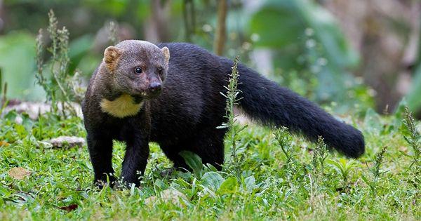 5 Fakta Menarik Tayra, Spesies Carpelai dengan Indera Penciuman Tajam!