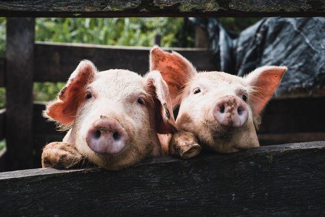 Kemendag Buka Suara soal Singapura Setop Impor Babi dari Batam