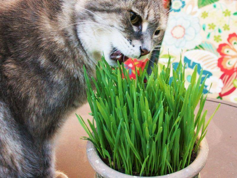 greenearthpetfood.com