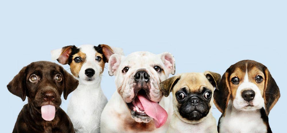 2.300 Dosis Vaksin Rabies Gratis untuk Hewan di Yogyakarta
