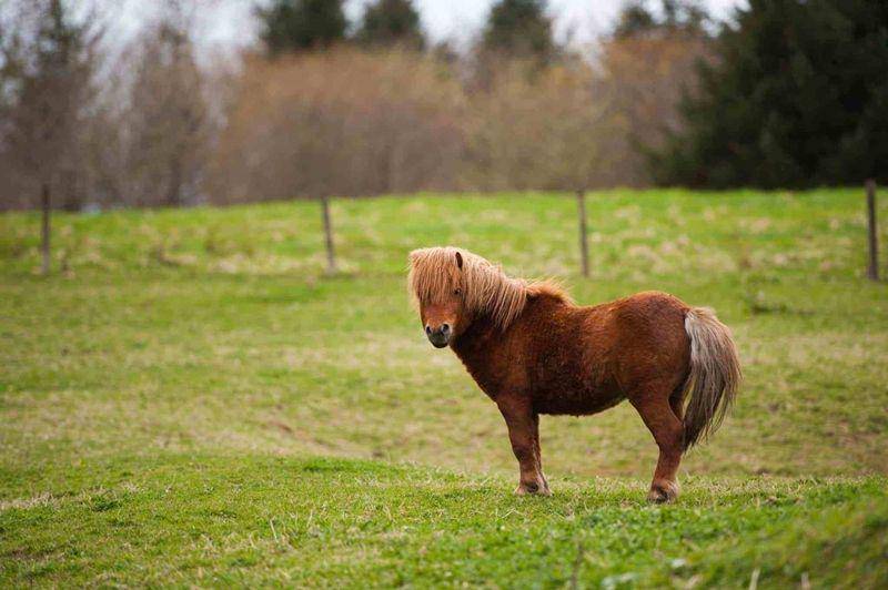 ihearthorses.com