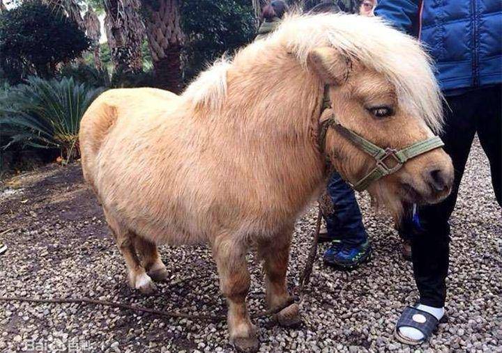 no.world-animal.com