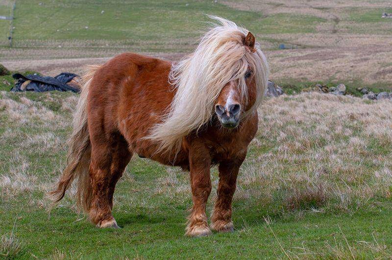 equine-world.co.uk