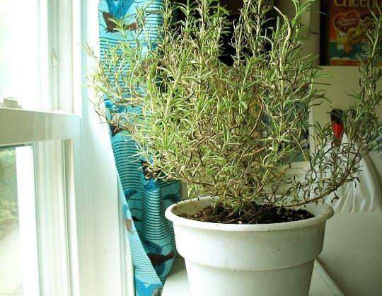 laidbackgardener.blog