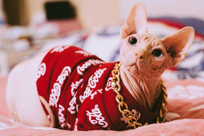 ilustrasi kucing Sphynx (unsplash.com/nyximao)