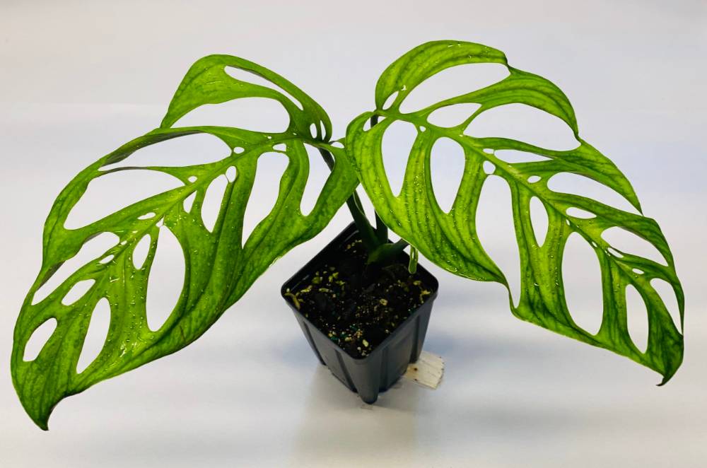 nsetropicals.com