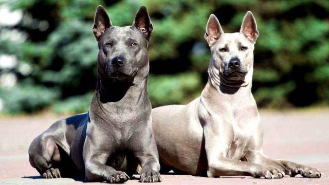 dogbreedslist.info