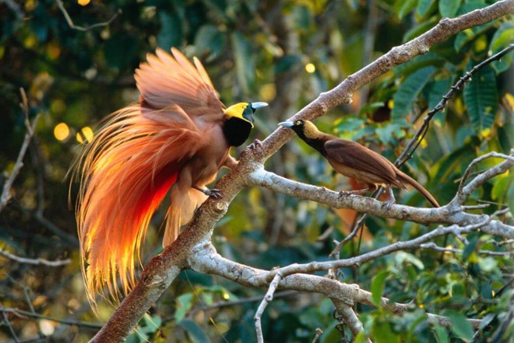Makna Cenderawasih, Burung Si Penghubung Surga bagi Masyarakat Papua