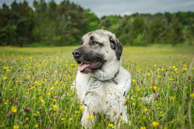 8 Ras Anjing Terbesar di Dunia, Ukurannya Raksasa! | IDN Times