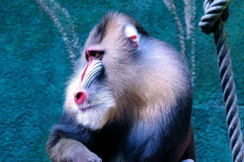 6 fakta menarik monyet dukun, mamalia paling berwarna
