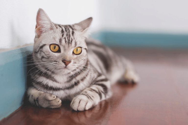catster.com