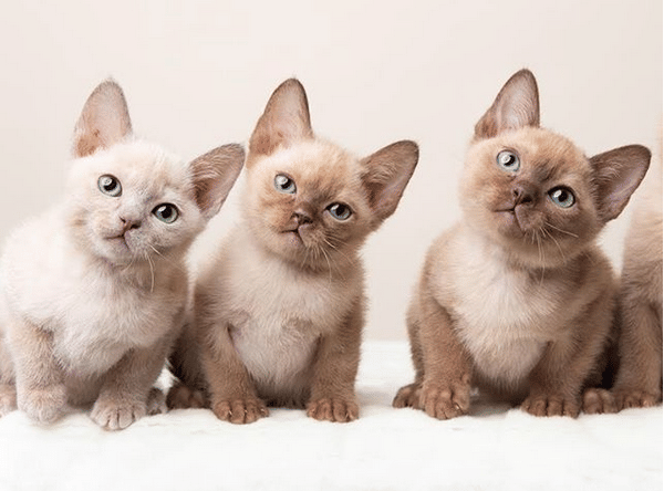 elevatedcattery.com