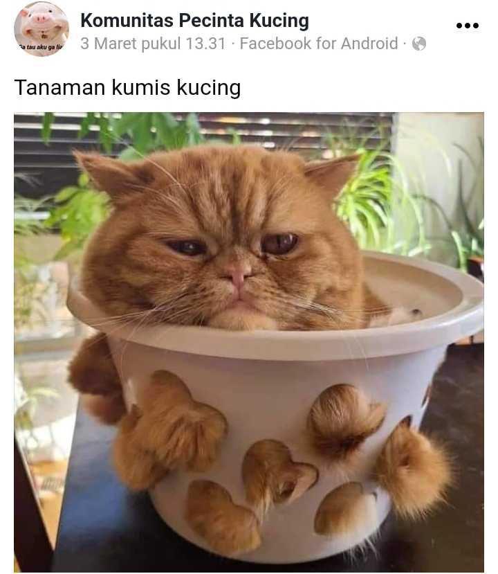 facebook.com/Pecinta Kucing Indonesia