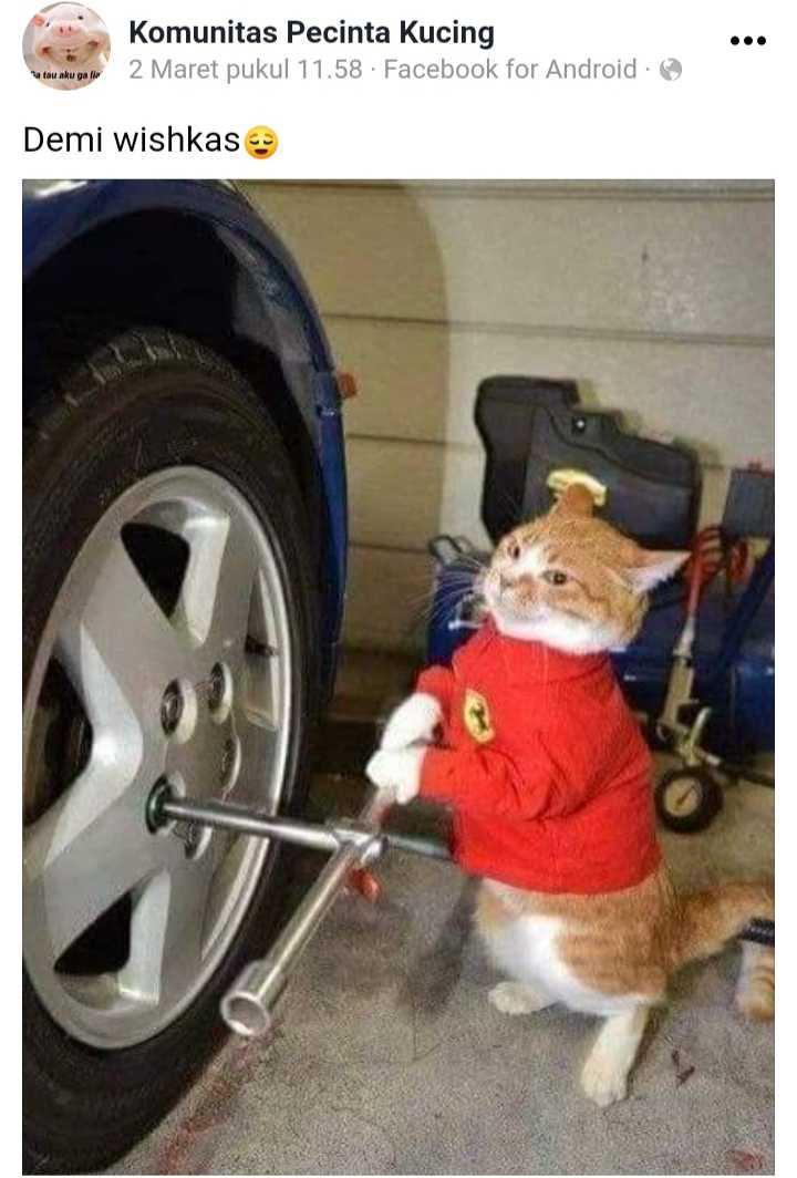 facebook.com/Pecinta Kucing Indonesia
