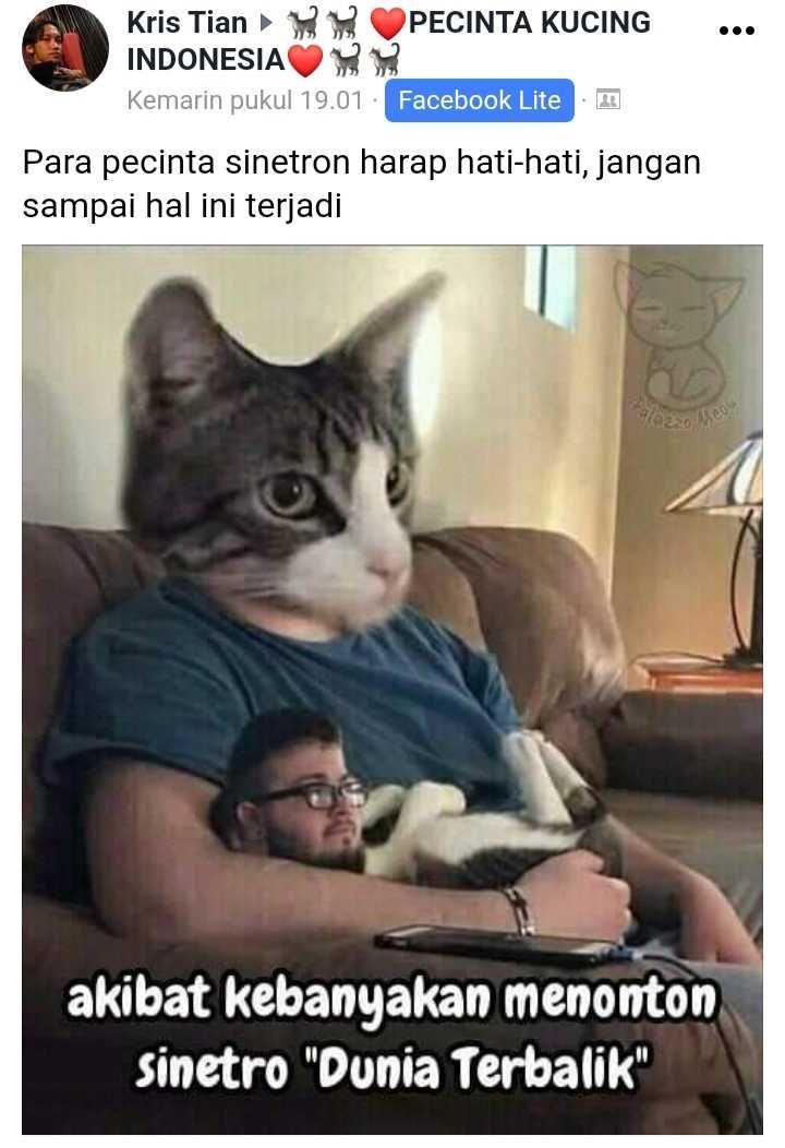 facebook.com/Pecinta Kucing Indonesia