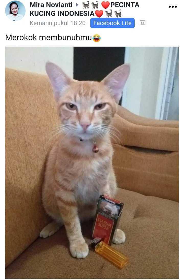 facebook.com/Pecinta Kucing Indonesia