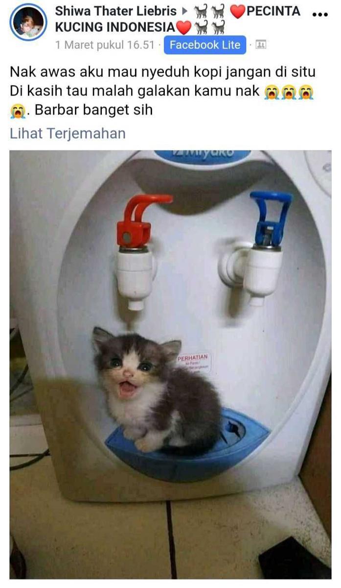 facebook.com/Pecinta Kucing Indonesia