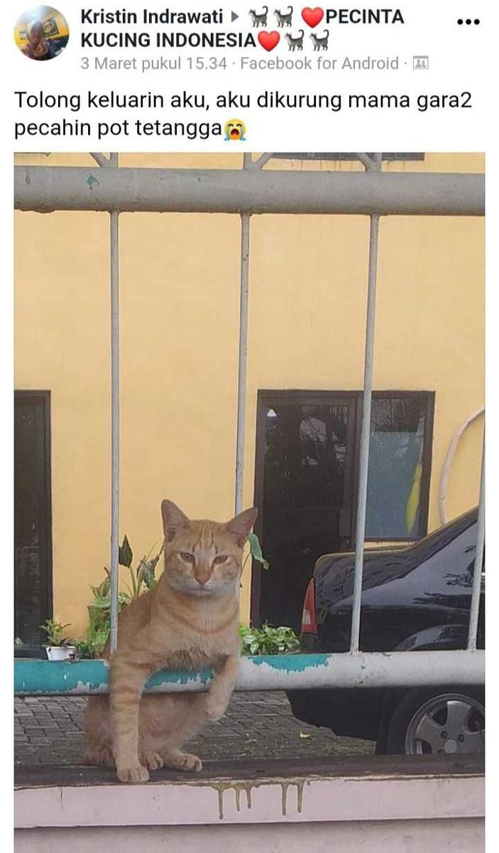 facebook.com/Pecinta Kucing Indonesia
