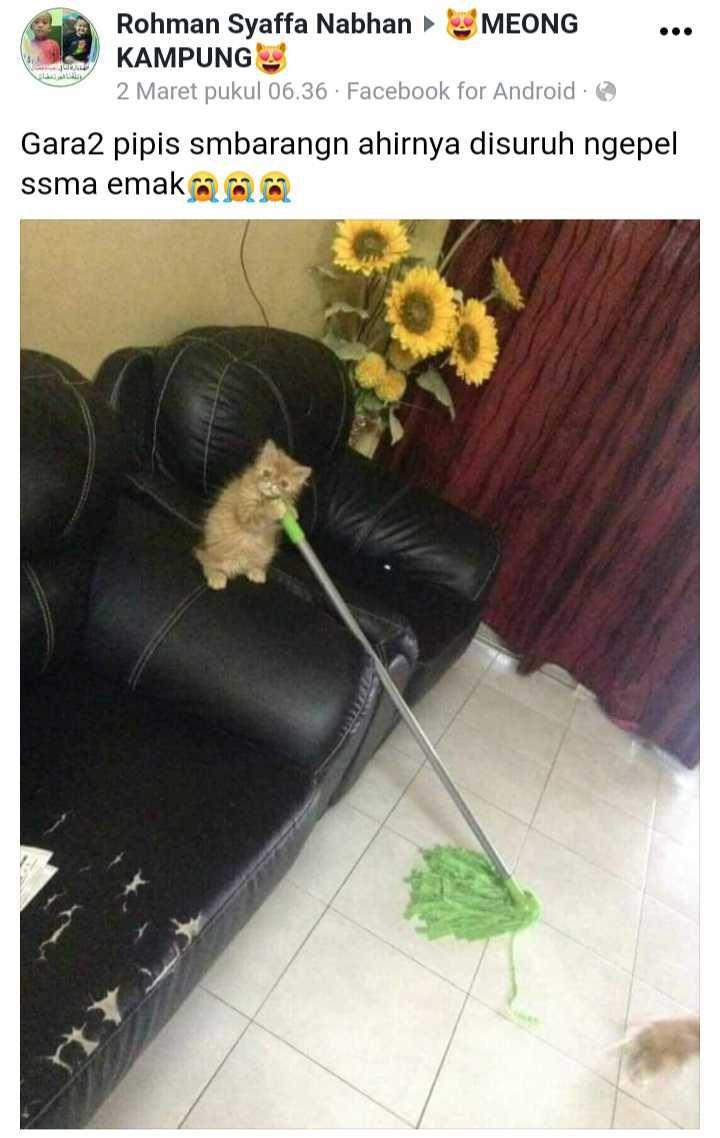 Dok.Facebook/Pecinta Kucing Indonesia