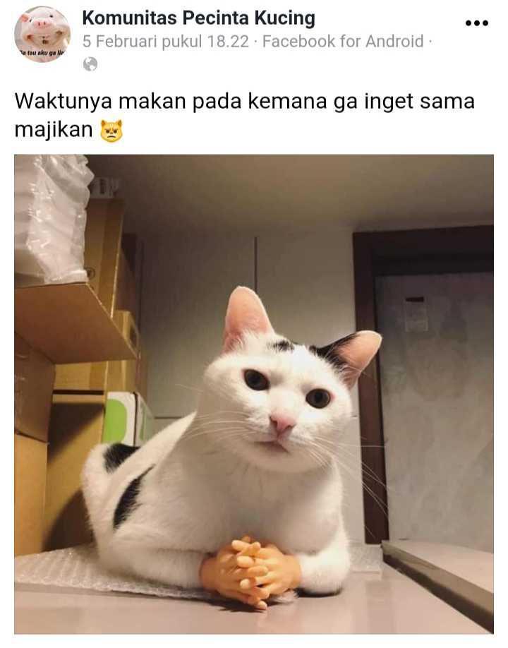 facebook.com/Pecinta Kucing Indonesia