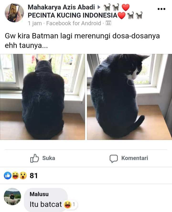 facebook.com/Pecinta Kucing Indonesia