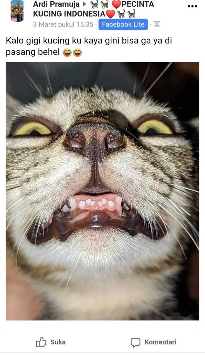 facebook.com/Pecinta Kucing Indonesia