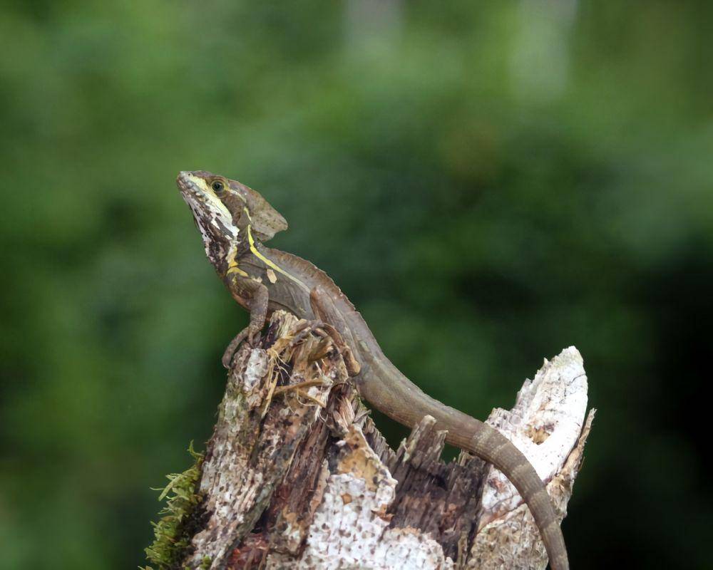 animalia.bio