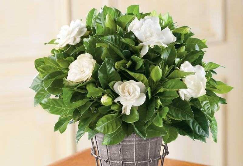 balconygardenweb.com