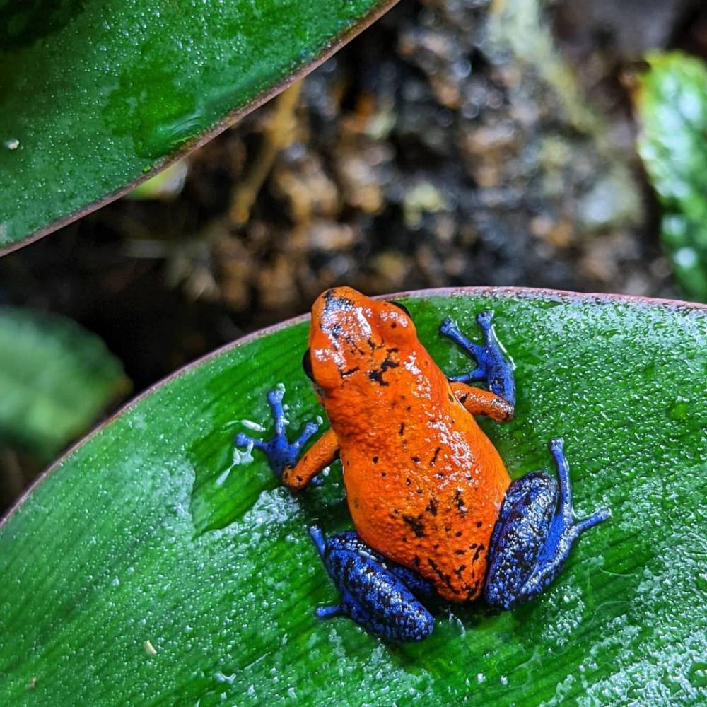 instagram.com/poison_king_dart_frogs
