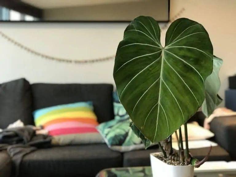 10 Tanaman Berdaun Hati yang Bisa Berikan Nuansa Epic di Ruanganmu