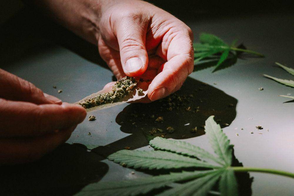 Ilustrasi pemrosesan ganja. (pexels.com/Elsa Olofsson)