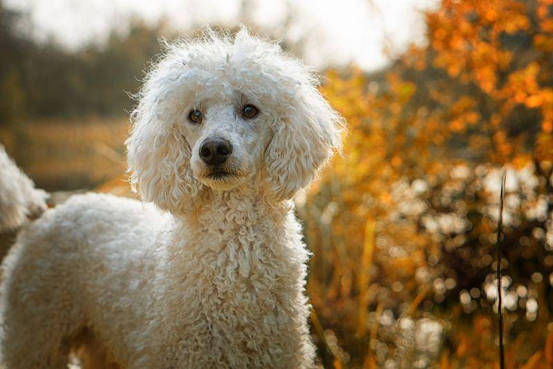 purelypetsinsurance.co.uk