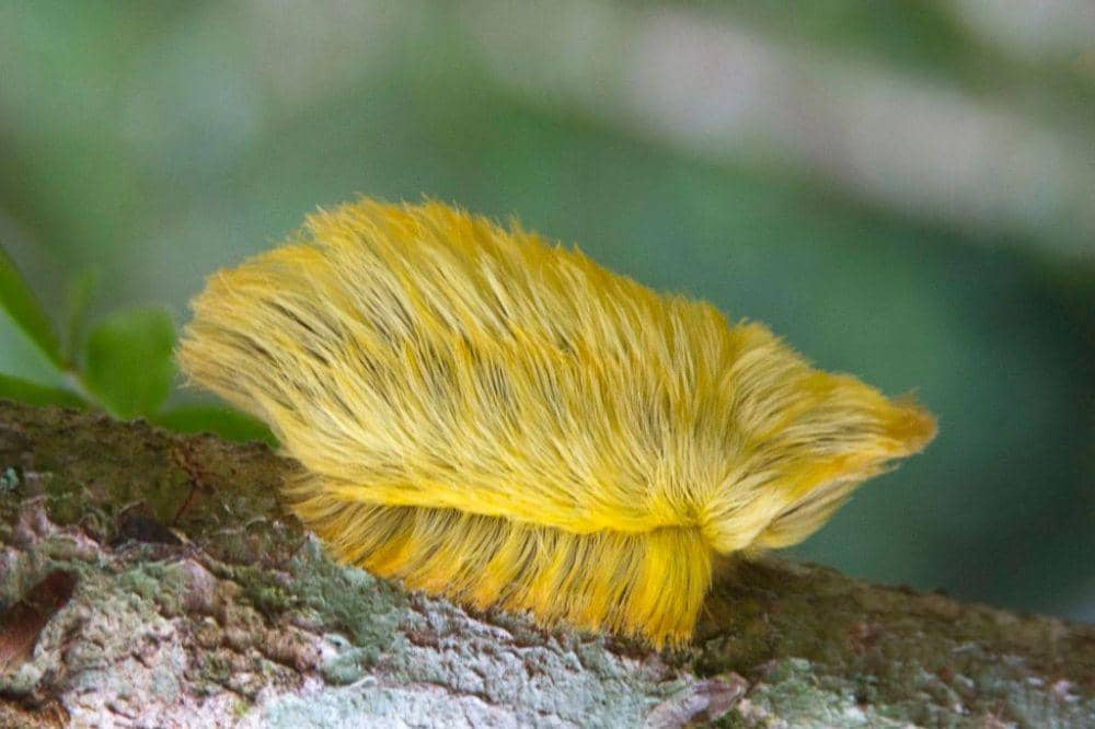 Mirip Rambut Donald Trump, Ini 6 Fakta Menarik tentang Trumpapillar