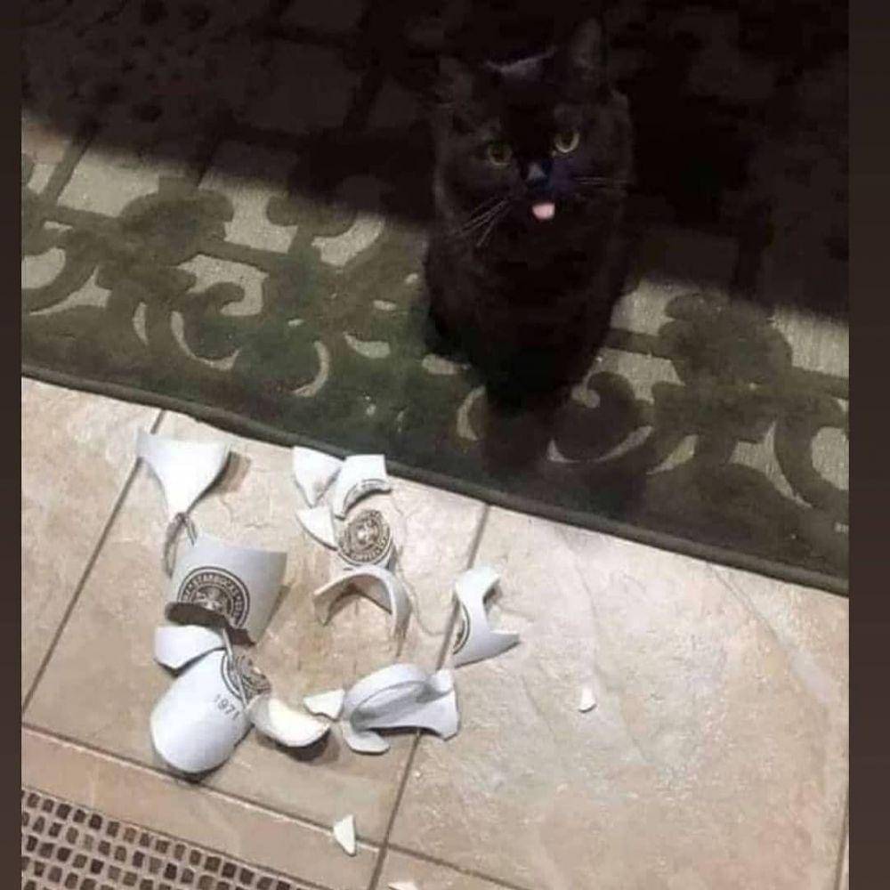 instagram.com/kucinggua