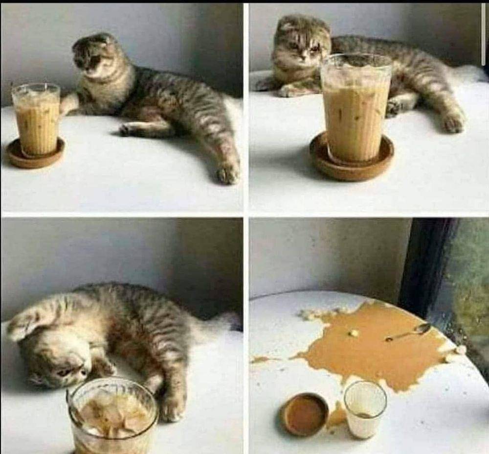 instagram.com/insta.kucinglovers