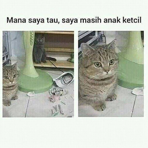 instagram.com/kucingseru