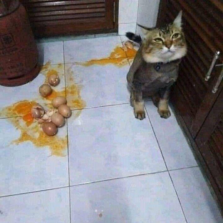 instagram.com/insta.kucinglovers